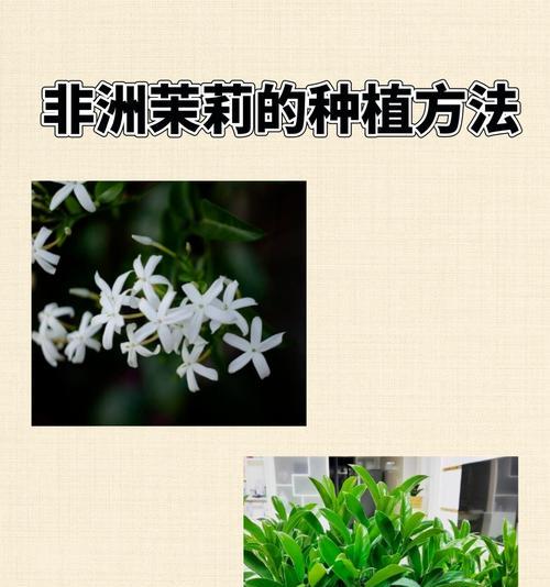 茉莉栽种的正确方法和注意事项是什么？