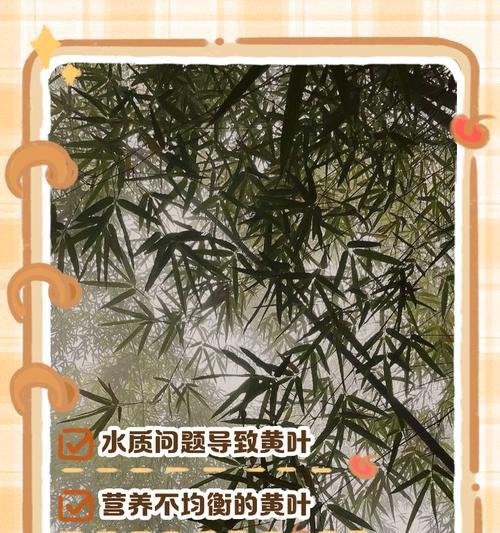 竹子叶片变黄的原因是什么？如何处理？
