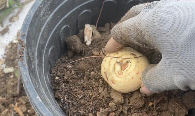 香雪兰的种植步骤和常见问题有哪些？