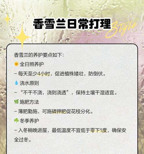 香雪兰的种植步骤和常见问题有哪些？