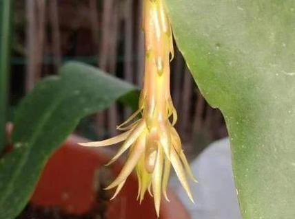 昙花过冬的注意事项有哪些？