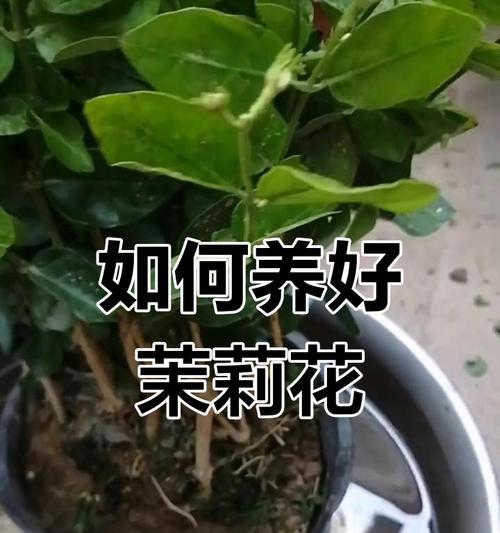如何正确养殖茉莉花？