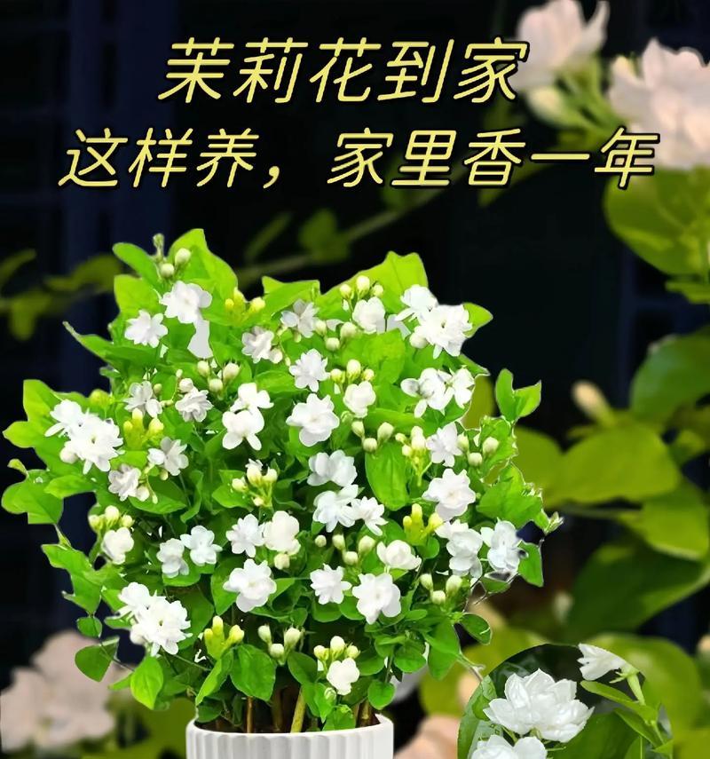 如何正确养殖茉莉花？