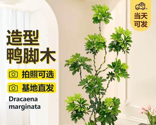 鸭脚木有哪些品种？鸭脚木品种的选择方法是什么？