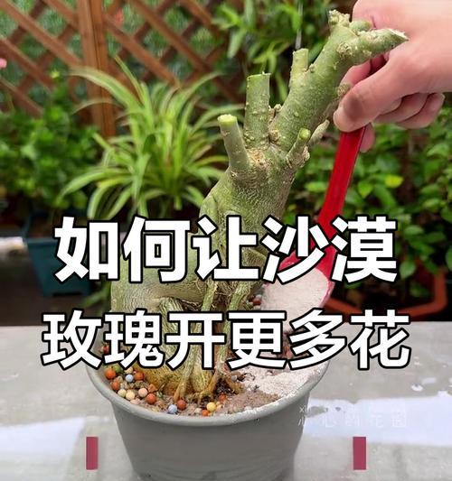 玫瑰花的日常护理和修剪技巧有哪些？