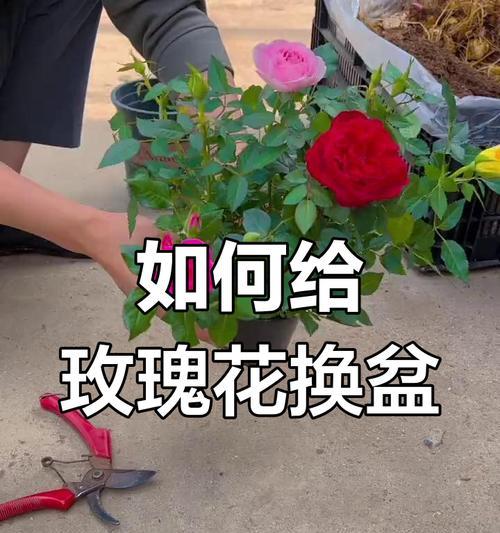 玫瑰花的日常护理和修剪技巧有哪些？