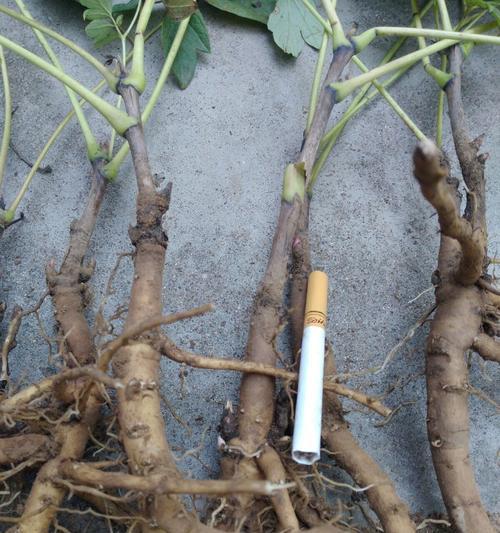 牡丹根的种植技巧有哪些？如何进行有效的繁殖？