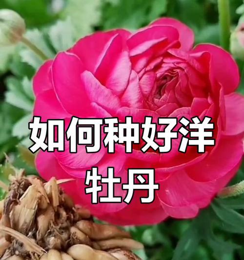 牡丹根的种植技巧有哪些？如何进行有效的繁殖？