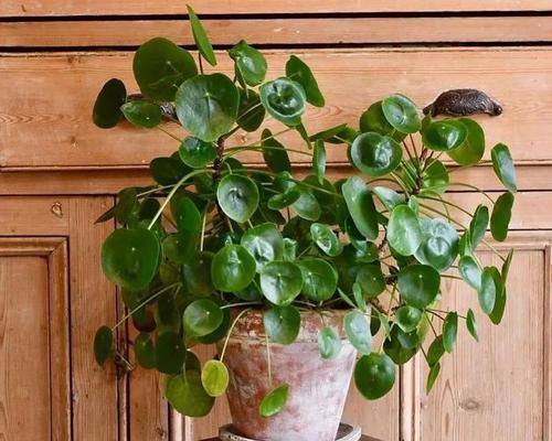 室内适合养哪些花卉？如何选择室内植物？