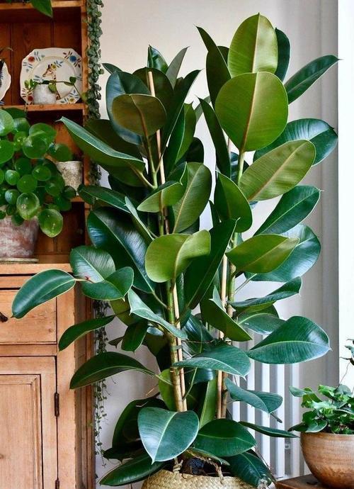 室内适合养哪些花卉？如何选择室内植物？
