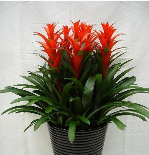 室内适合养哪些花卉？如何选择室内植物？
