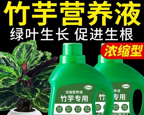 飞羽竹芋浇水技巧是什么？
