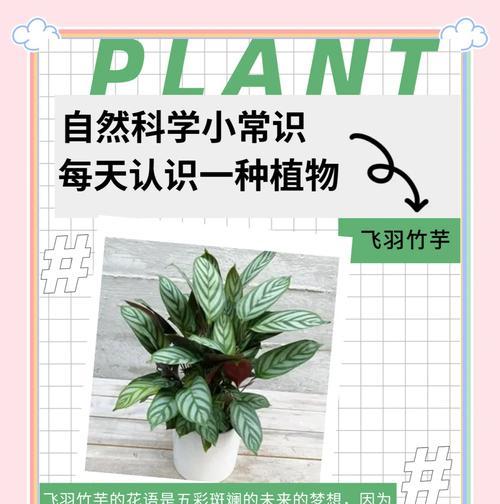 飞羽竹芋浇水技巧是什么？
