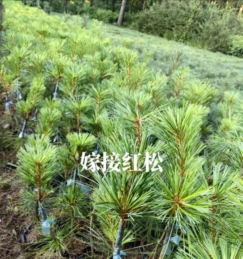 五针松为什么要嫁接？嫁接的好处是什么？