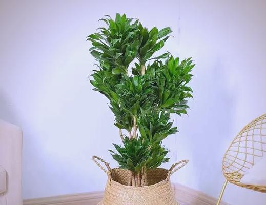 水培太阳神植物的养护技巧有哪些？如何正确养护水培太阳神植物？