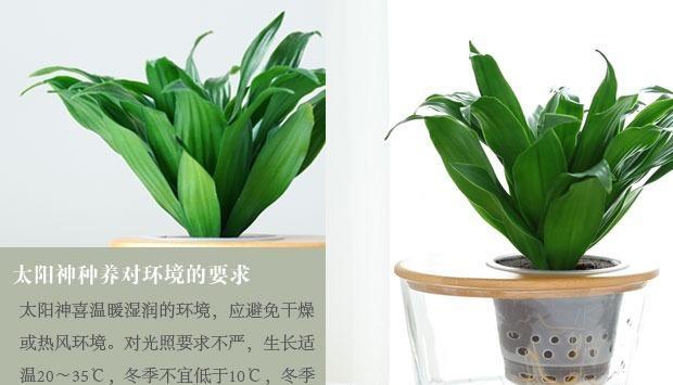 水培太阳神植物的养护技巧有哪些？如何正确养护水培太阳神植物？