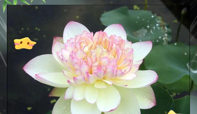 莲花品种繁多，有哪些特色？
