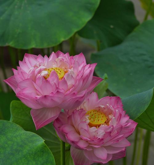 莲花品种繁多，有哪些特色？