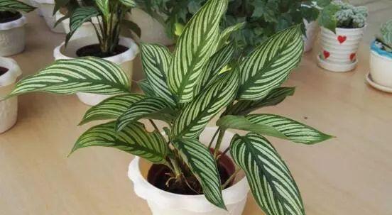 双线竹芋浇水方法是什么？