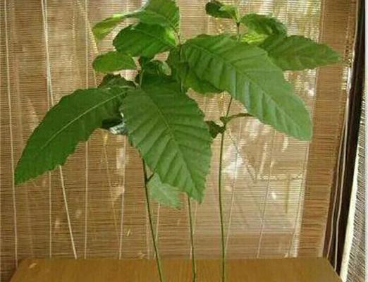 盆栽种子种植的步骤是什么？怎样才能成功发芽？