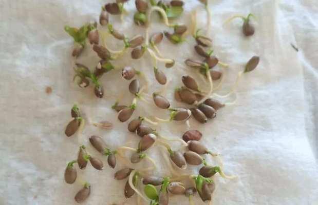 盆栽种子种植的步骤是什么？怎样才能成功发芽？