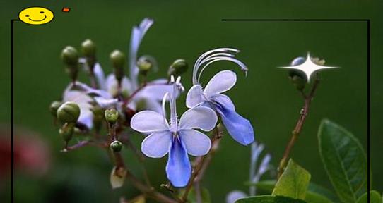 蝴蝶花得名的原因是什么？