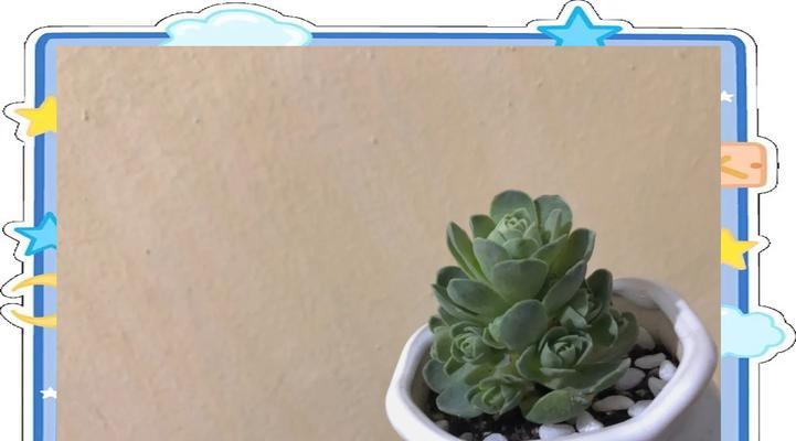 花盆植物的养护要点有哪些？如何保持其健康生长？