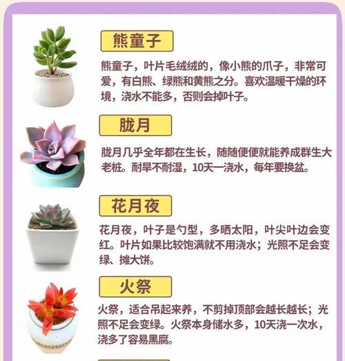 花盆植物的养护要点有哪些？如何保持其健康生长？