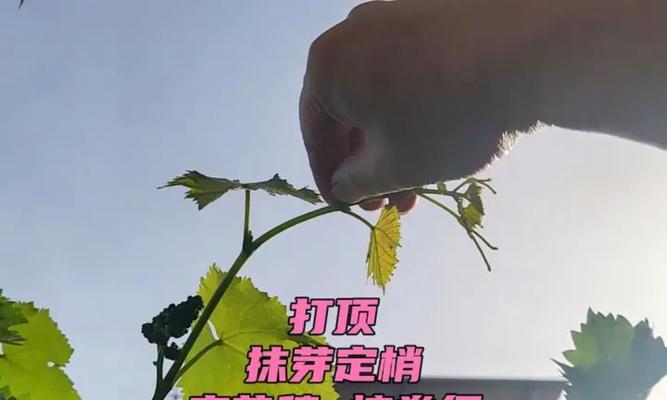 盆栽葡萄种植步骤详解？