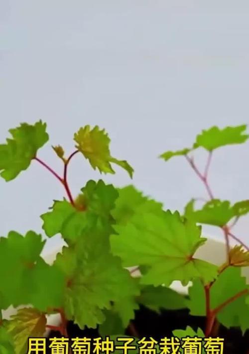 盆栽葡萄种植步骤详解？