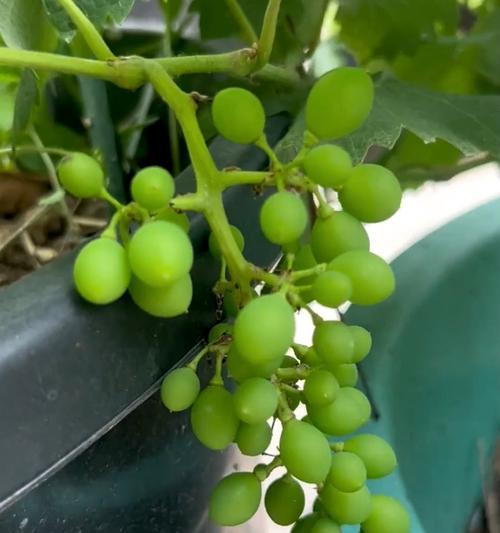 盆栽葡萄种植步骤详解？