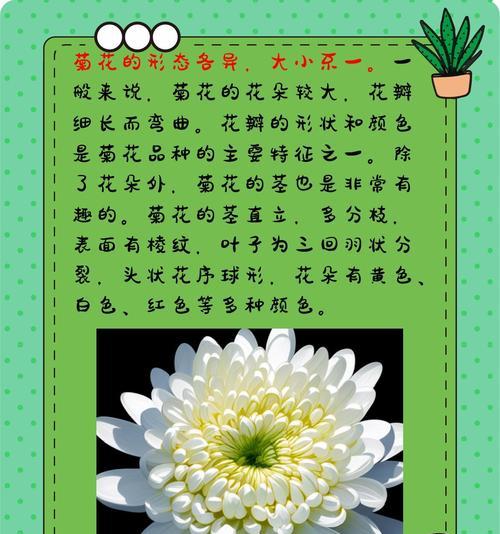 菊花有哪些品种？如何区分不同种类的菊花？