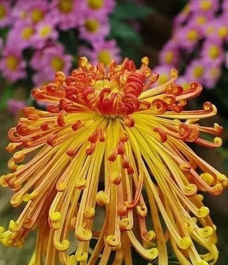 菊花有哪些品种？如何区分不同种类的菊花？
