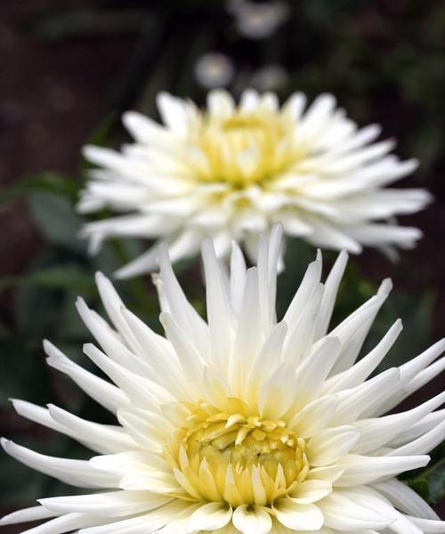 菊花有哪些品种？如何区分不同种类的菊花？