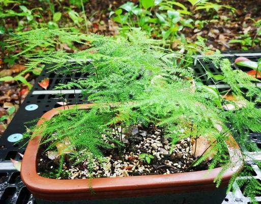 文竹对土壤有什么要求？如何选择适合文竹的土壤？