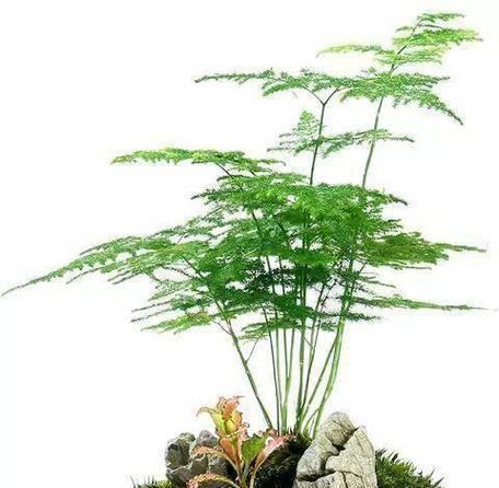 文竹对土壤有什么要求？如何选择适合文竹的土壤？
