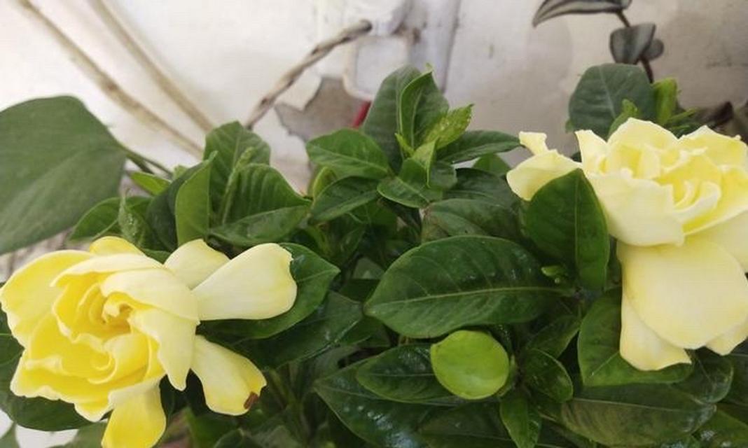 栀子花什么时候修剪？栀子花的修剪时间和修剪技巧是什么？
