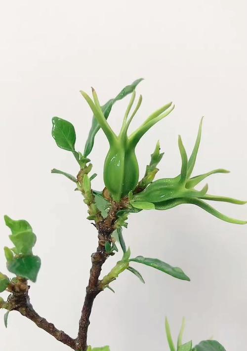 栀子花什么时候修剪？栀子花的修剪时间和修剪技巧是什么？