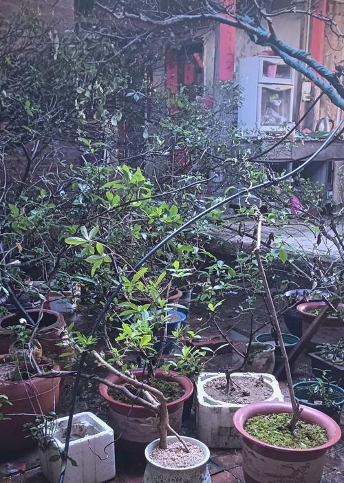 栀子花什么时候修剪？栀子花的修剪时间和修剪技巧是什么？