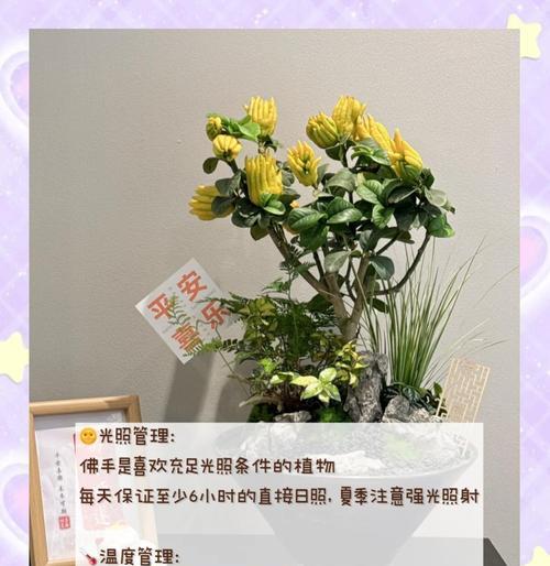 佛手的养殖方法和注意事项是什么？