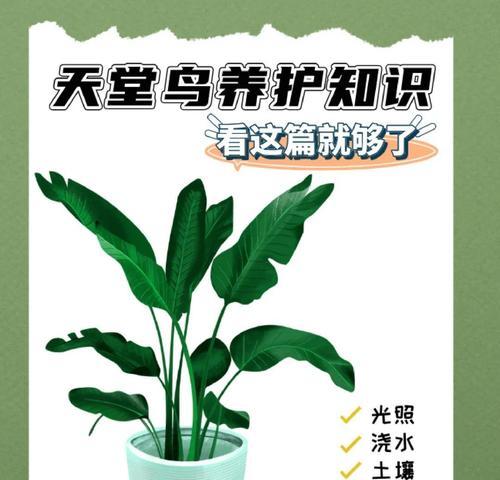 天堂鸟插花的养护技巧和注意事项是什么？