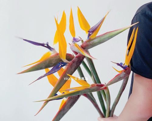 天堂鸟插花的养护技巧和注意事项是什么？