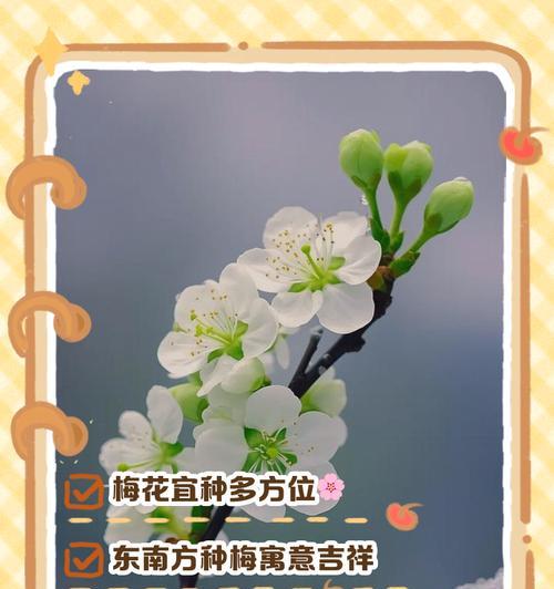 梅花有什么品种？哪种梅花最值得种植？