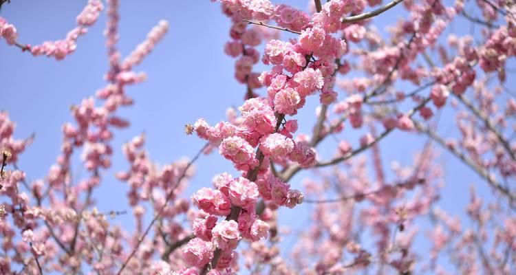 梅花有什么品种？哪种梅花最值得种植？