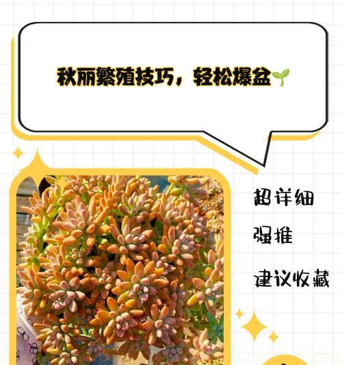 秋丽多肉植物开花后如何处理？
