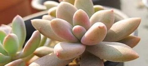 秋丽多肉植物开花后如何处理？
