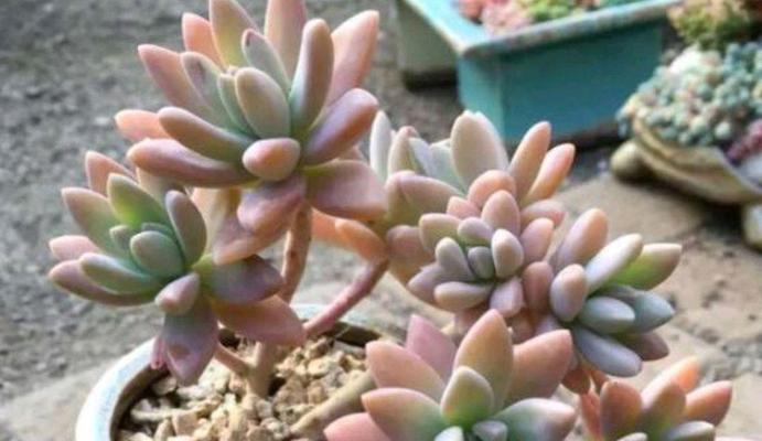 秋丽多肉植物开花后如何处理？