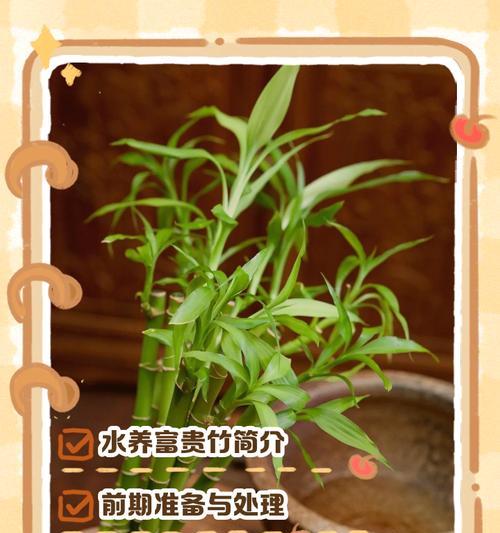 富贵竹的养殖技巧和常见问题有哪些？
