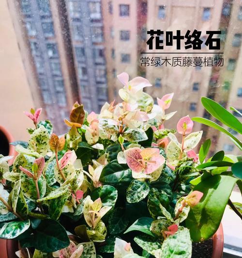 花叶熊掌木的养殖技巧有哪些？如何保持其色彩？