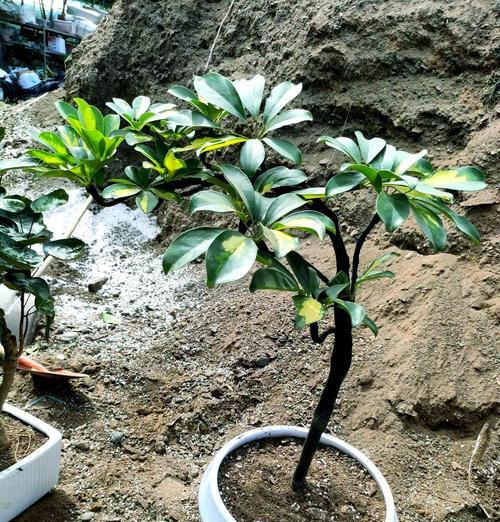 花叶熊掌木的养殖技巧有哪些？如何保持其色彩？